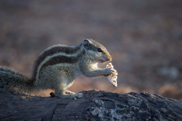 A Squirrel on the tree trunk looking curiously in its natural habitat with a nice soft green blurry background.