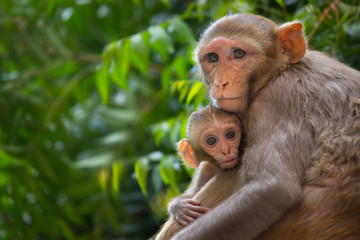 Obraz premium The Rhesus Macaque Monkey and her baby sitting on the tree in its natural habitat.