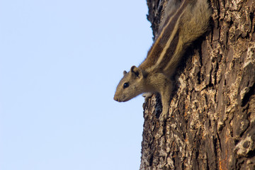 A Squirrel on the tree trunk looking curiously in its natural habitat with a nice soft green blurry background.