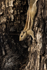 A Squirrel on the tree trunk looking curiously in its natural habitat with a nice soft green blurry background.