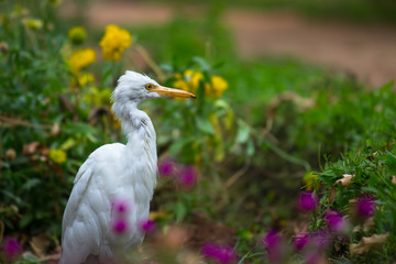 Cattle Egret in the garden in its natural habitat in a soft blurry background.