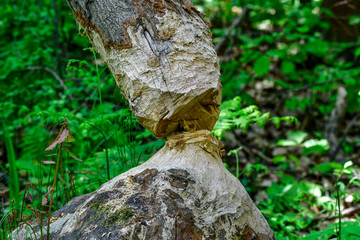 Obraz premium beaver's works