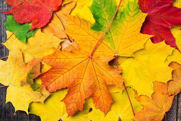 Maple leaves background