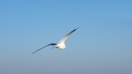 Seagull in the air
