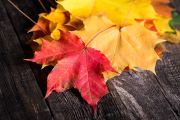 Maple leaves on wooden rustic background