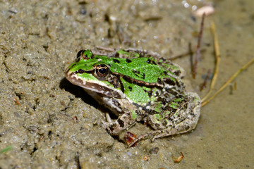 frog in mud