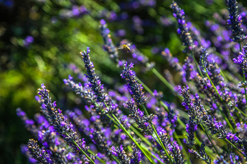Bumblebee flying above lavender