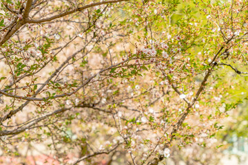 Tree blossoms in spring under a blue sky