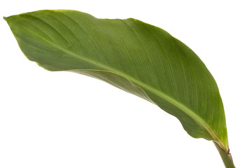 Leaf of canna flower,isolated on white background