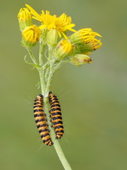 Jakobskrautbärraupen auf Jakobs-Greiskraut
