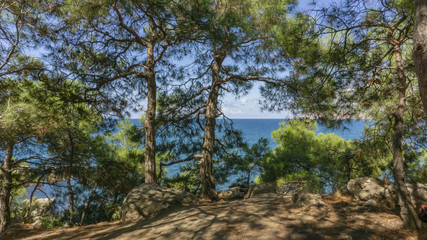 Sunny morning among the beautiful pine trees on the background of the Black Sea. Cape Aya