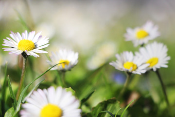 bunch of daisies