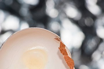 Eggshell on a bright background is macro