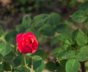 Garden rose flower