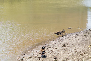 Ducks sailing in Hudson River