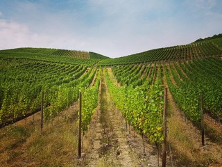 Fototapeta na wymiar Vignes de la vallée de l'Ahr