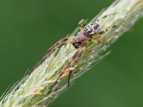 Europ&auml;ische Kreuzspinne