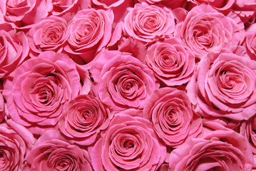 A bouquet of pink roses.