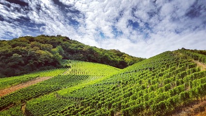 Fototapeta premium Vallée de l'Ahr et ses vignobles
