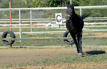 Horse being worked on a lunge