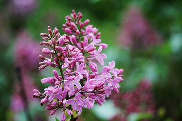 A branch of lilac after rain