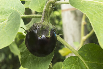 Eggplant in a planted garden without chemicals.