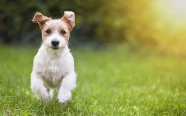 Papier Peint photo Lavable Chien Heureux chiot chien de compagnie qui court dans l& 39 herbe