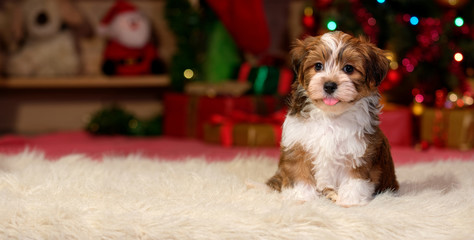 Happy Havanese puppy is sitting in front of a Christmas background - banner - obrazy, fototapety, plakaty