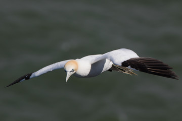 Gennet in Flight