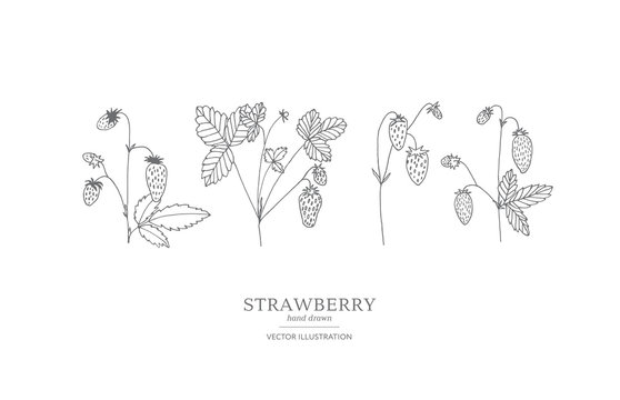 Hand drawn strawberry set.