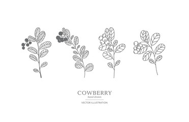 Hand drawn cowberry set