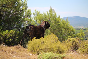 chien cane corso dans la nature
