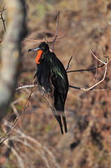 Frigate bird sitting on a branch of a tree