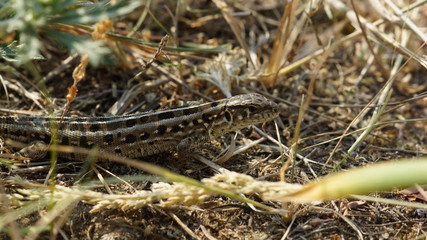 lizard on grass