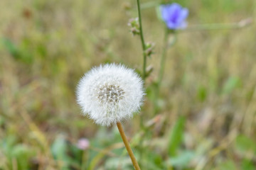 Осенний лес