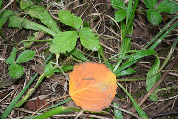 Осенний лес