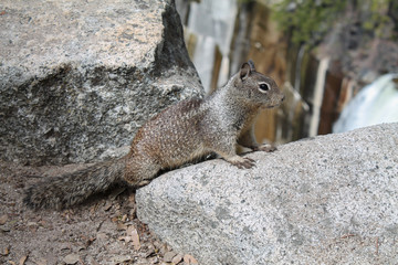 Eichhörnchen auf grauem Felsen in freier Wildbahn