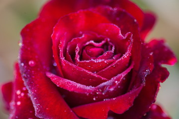 red rose flower with dew drops