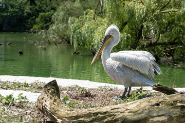 Weißer Pelikan am Strand
