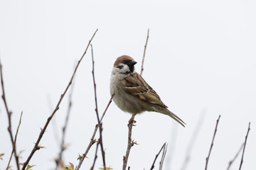 Tree Sparrow