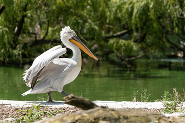 Pelikan in der Sonne am See