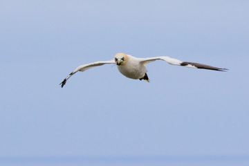 Northern Gannet (Morus bassanus) in Flight