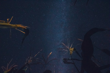 Corn on the background of the night sky with stars