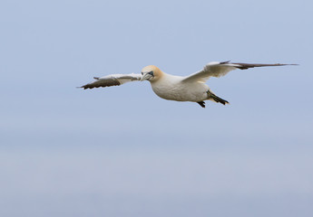 Northern Gannet (Morus bassanus) in Flight