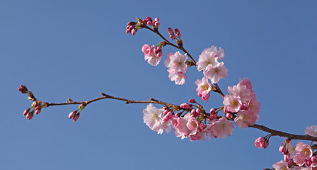 Fototapeta premium Cerisier du Japon