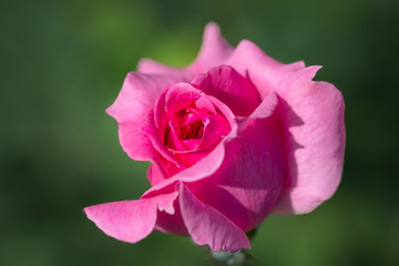 Pink rose in the garden.