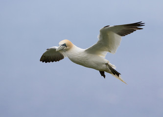 Northern Gannet (Morus bassanus) in Flight