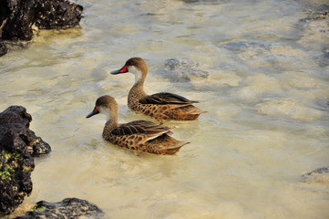 birds on the beach on the Galapagos Islands, Ecuador