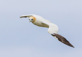 Northern Gannet (Morus bassanus) in Flight