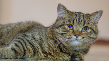 Scottish Straight Kitten Brown Tabby